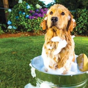 A long bath has a hydrating effect, so baths are preferable.