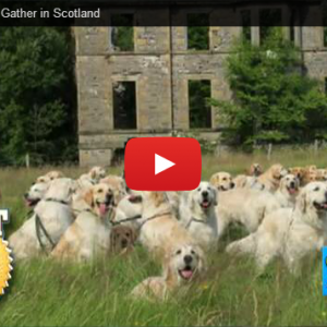 222 Golden Retrievers Gather in Scotland (PHOTOS, VIDEO) – GRRSN