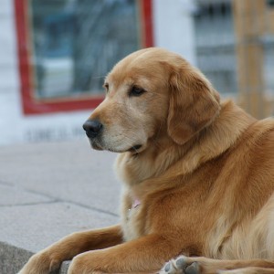 222 golden retrievers