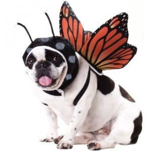 Butterfly Dog Costume